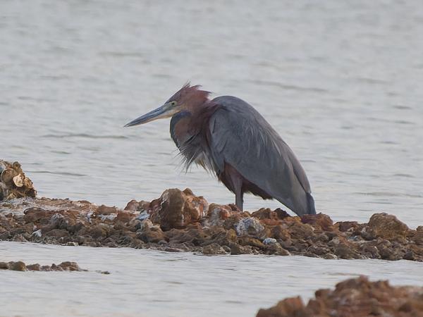 <h3><a href="/trips/gambia/biota/animalia/chordata/aves/015 pelecaniformes/002 ardeidae/ardea goliath/ardea goliath-nl.html">Ardea&nbsp;goliath</a> / Goliath&nbsp;heron / Reuzenreiger</h3>OM-1 Mark II met OLYMPUS M.150-400mm F4.5 TC, 1/2000 sec  bij F6.3, ISO 5000, afstand 106&nbsp;m